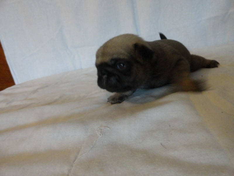 I'SUSHI des Jardins de Campréal