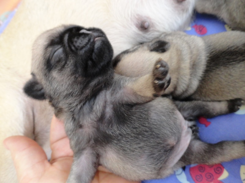 IO ABSOLEM des Jardins de Campréal