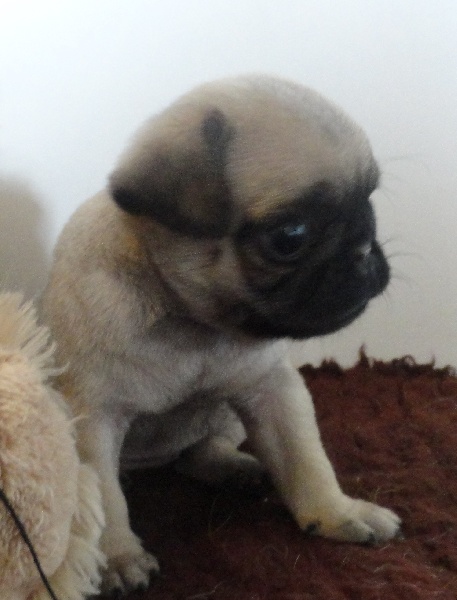 I Have a Dream des Jardins de Campréal