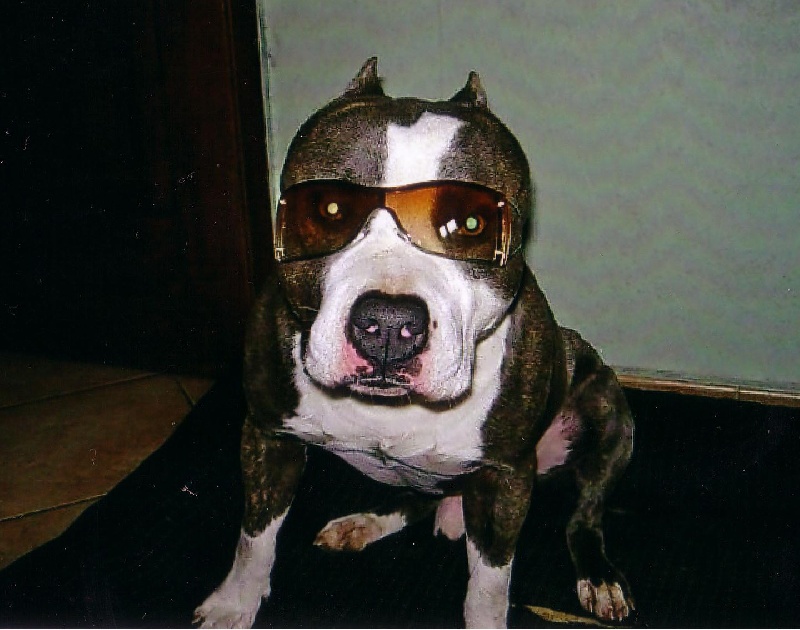 Publication : de la caverne des cerbères