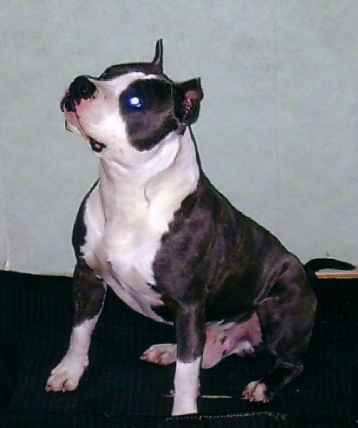 Publication : de la caverne des cerbères