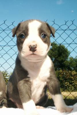 Publication : de la caverne des cerbères