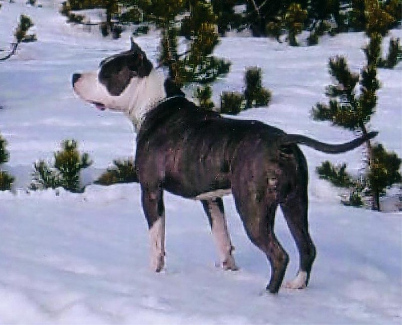 Publication : de la caverne des cerbères