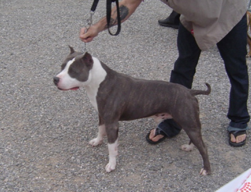 Vulcain de la caverne des cerbères - 3eme Excellent classe ouverte
