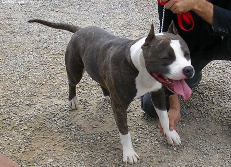 Vulcain de la caverne des cerbères - 1er excellent Calsse jeune