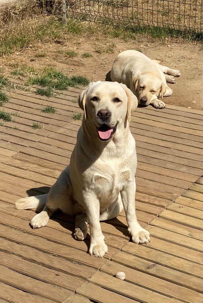 Publication : Of evergreen oak Auteur : Miguel sanchez