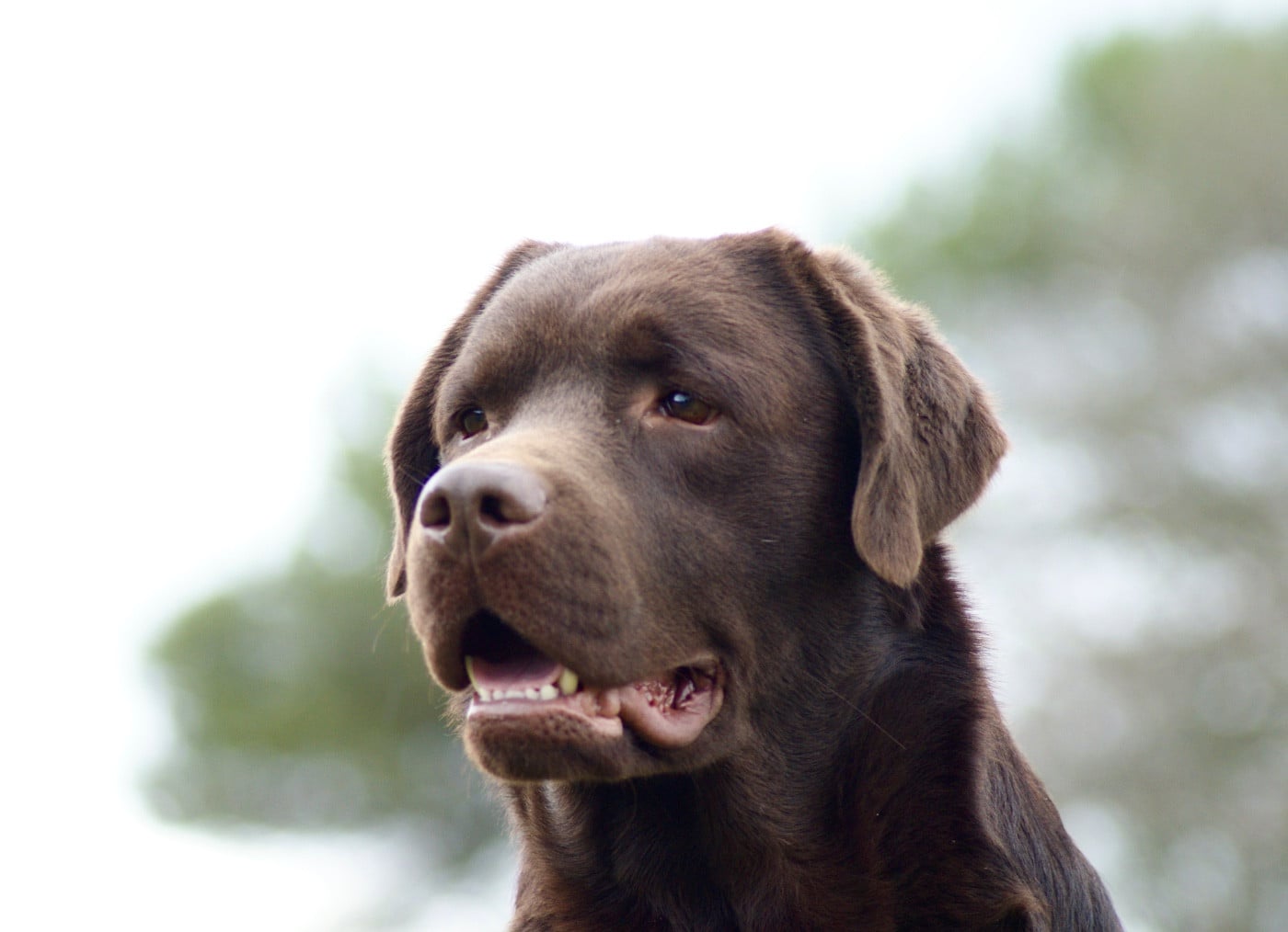 Ver El Futuro Of evergreen oak