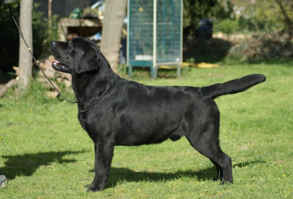 Nobody is perfect Of evergreen oak - CACS/ CACIB/ BOS