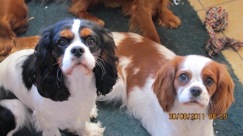 Publication : du domaine de la Vareze Auteur : Claudette MARTUREL