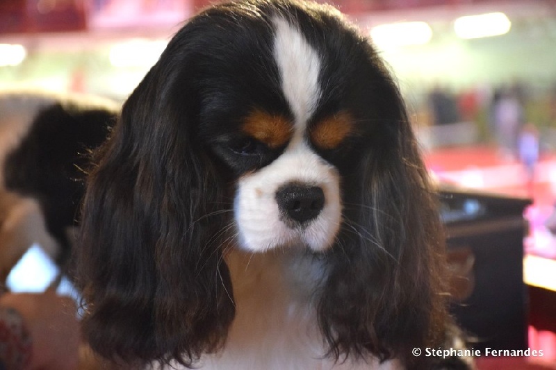 Publication : du domaine de la Vareze Auteur : DOMAINE DE LA VAREZE