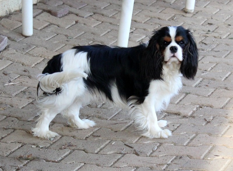 Publication : du domaine de la Vareze Auteur : DOMAINE DE LA VAREZE