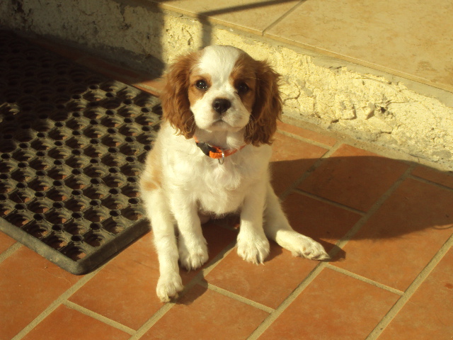 Publication : du domaine de la Vareze Auteur : Claudette MARTUREL