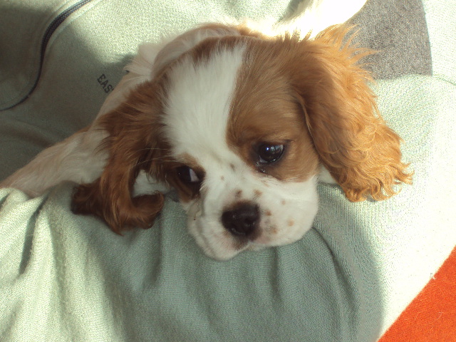 Publication : du domaine de la Vareze Auteur : Claudette MARTUREL