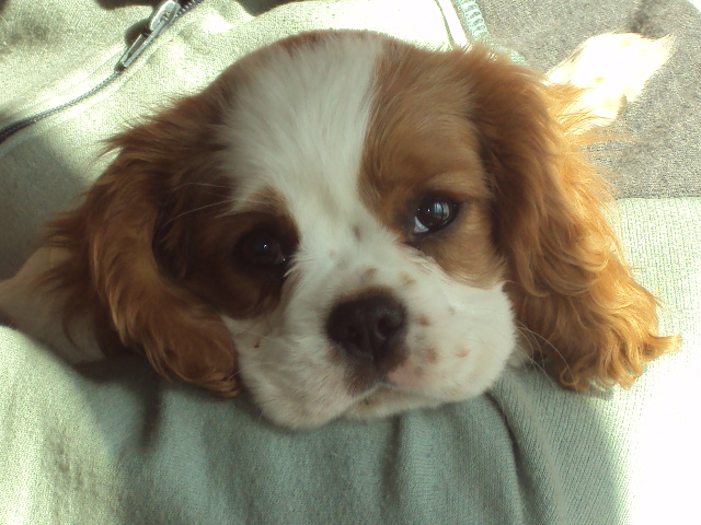 Publication : du domaine de la Vareze Auteur : Claudette MARTUREL