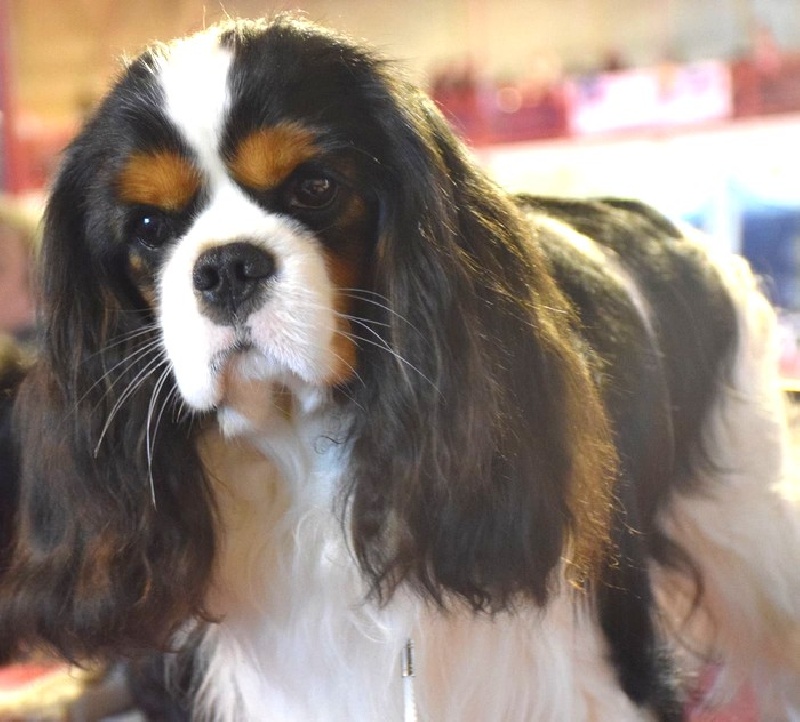 Publication : du domaine de la Vareze Auteur : DOMAINE DE LA VAREZE