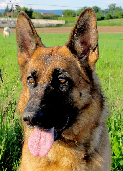 Publication : du domaine de la Vareze Auteur : Claudette MARTUREL