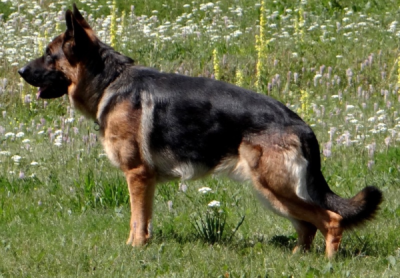 Henzo du domaine de la Vareze