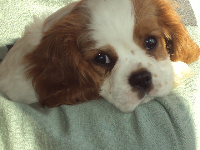 Publication : du domaine de la Vareze Auteur : Claudette MARTUREL