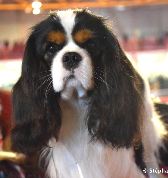 Publication : du domaine de la Vareze Auteur : DOMAINE DE LA VAREZE