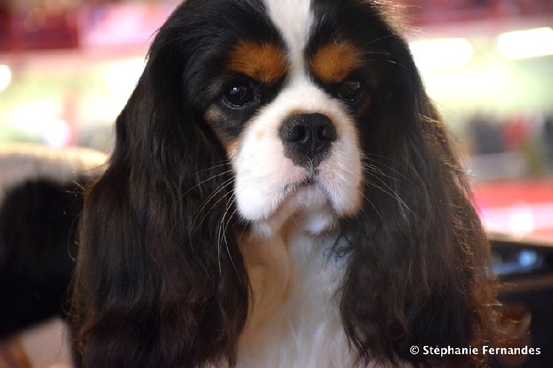 Publication : du domaine de la Vareze Auteur : DOMAINE DE LA VAREZE