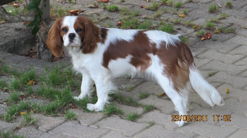 Fripouille du domaine de la Vareze - 1er excellent, meilleur jeune de la race