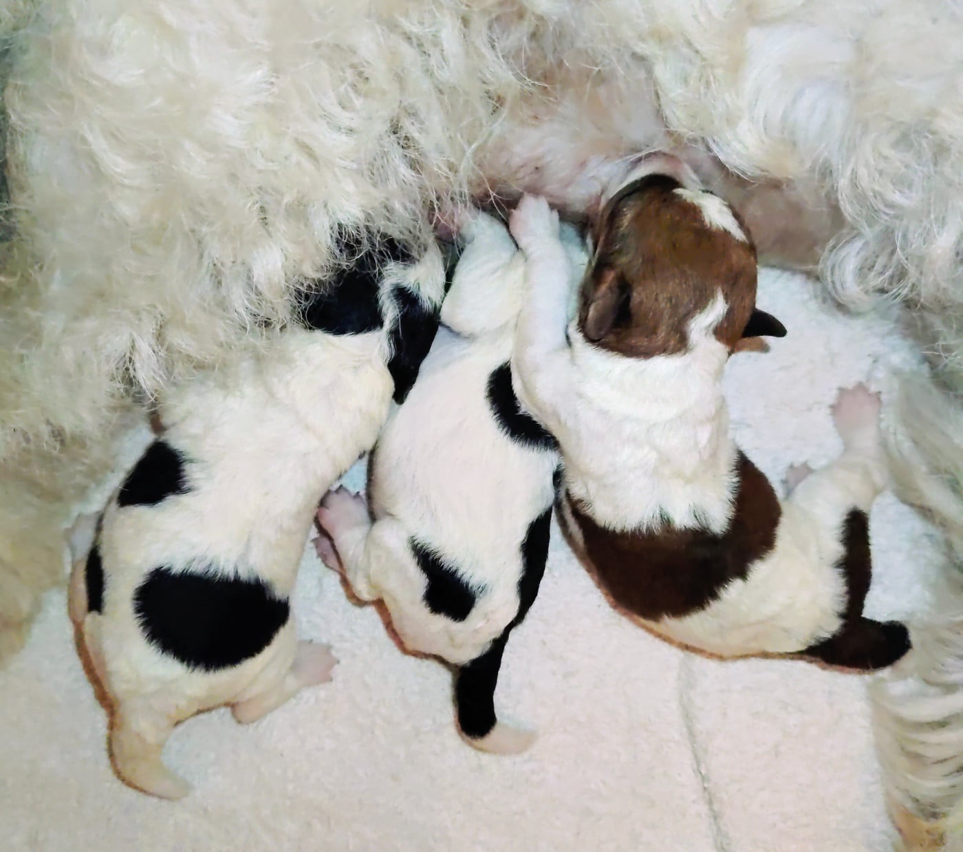 Chiot N°1 - Fox Terrier Poil Dur