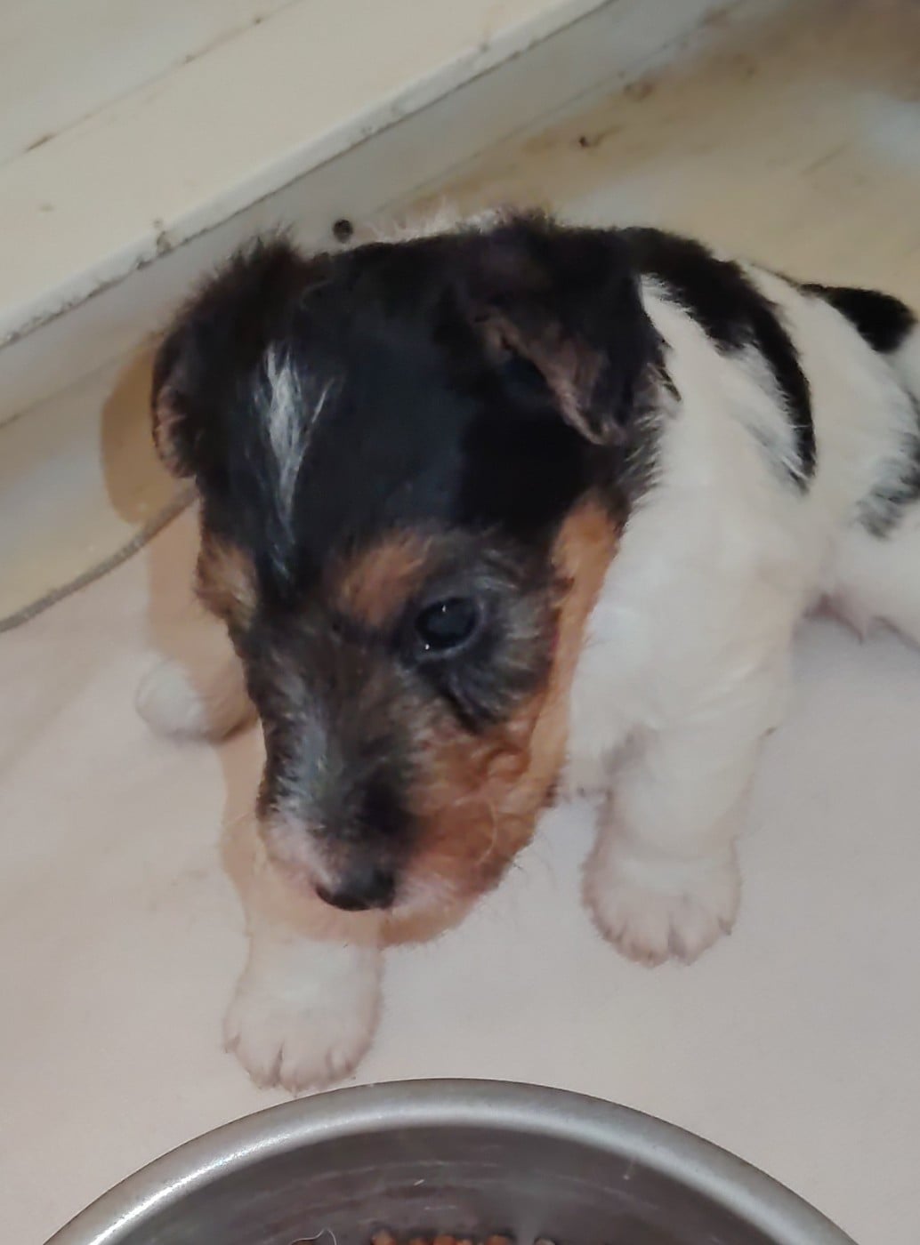 Chiot N°1 - Fox Terrier Poil Dur