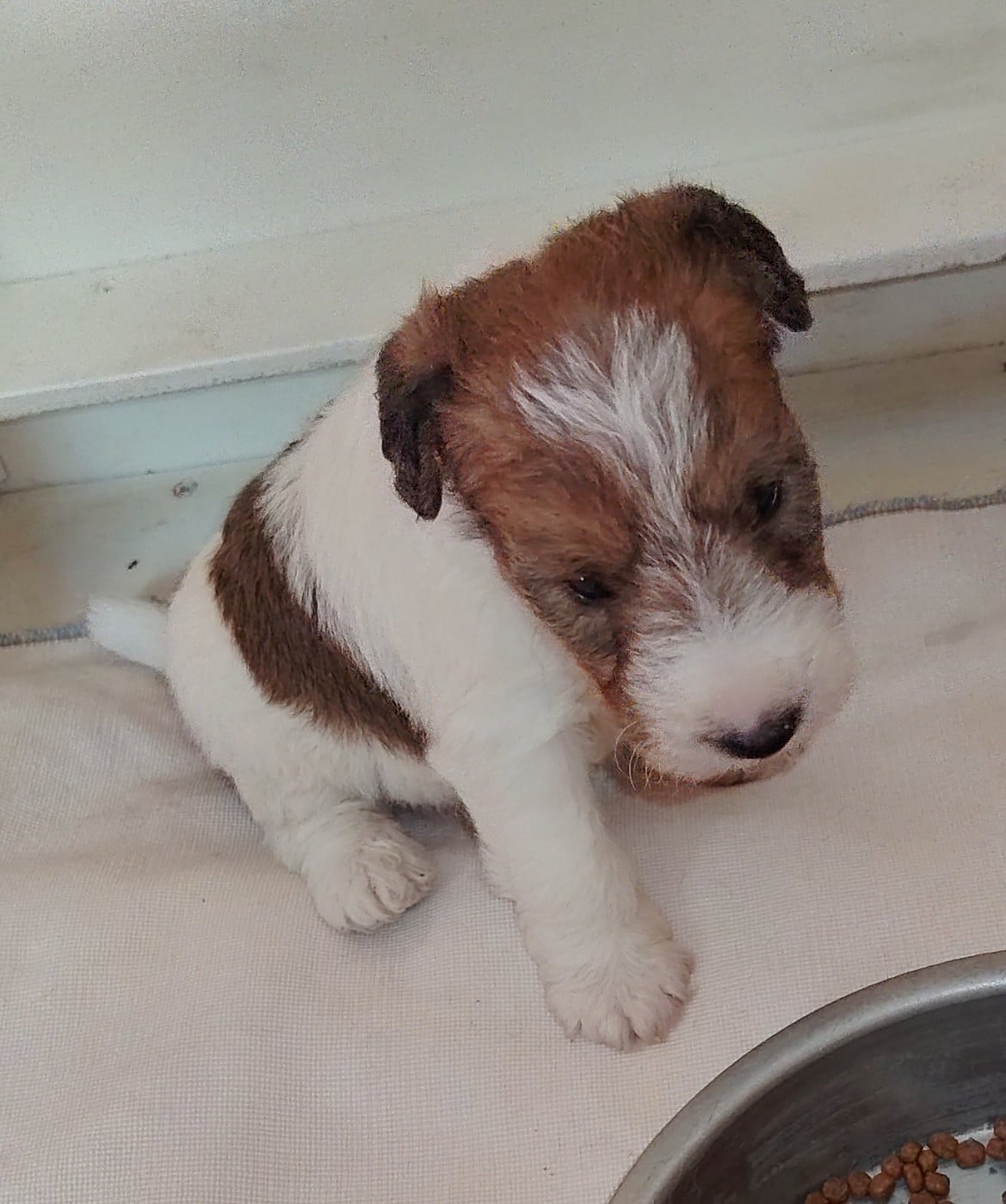 Chiot N°3 - Fox Terrier Poil Dur
