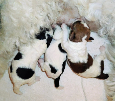 Chiot N°2 - Fox Terrier Poil Dur