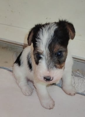 Les chiots de Fox Terrier Poil Dur