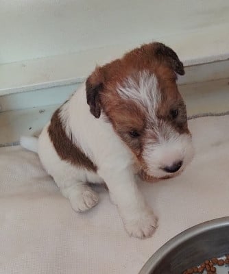 Les chiots de Fox Terrier Poil Dur