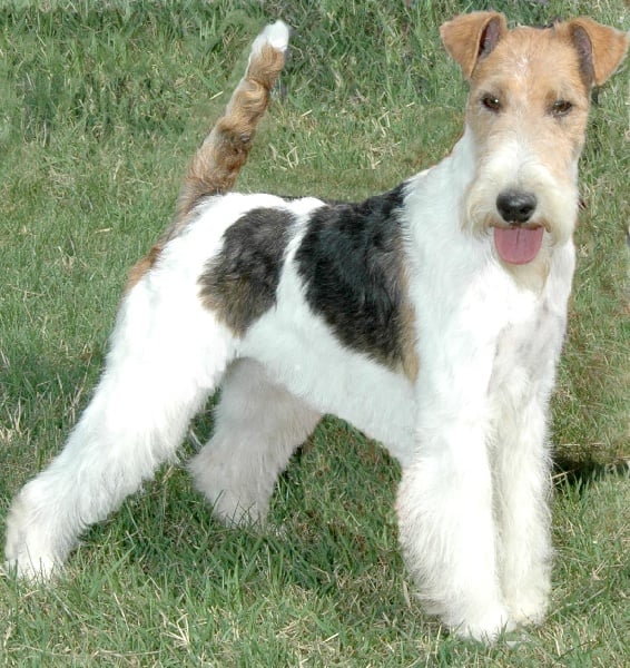 CH. Alpha top all over de Vallauris des astucieux - CACIB-CACS