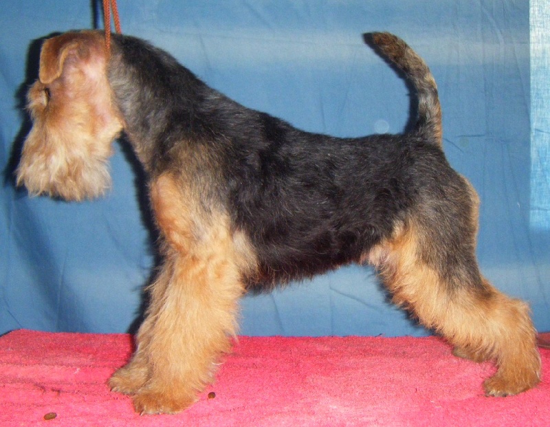 Floride Des tip top terriers - Très prometteur BOB