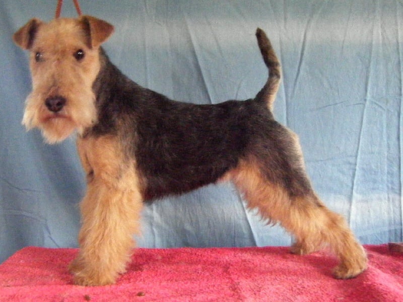 Floride Des tip top terriers - Très prometteur BOB