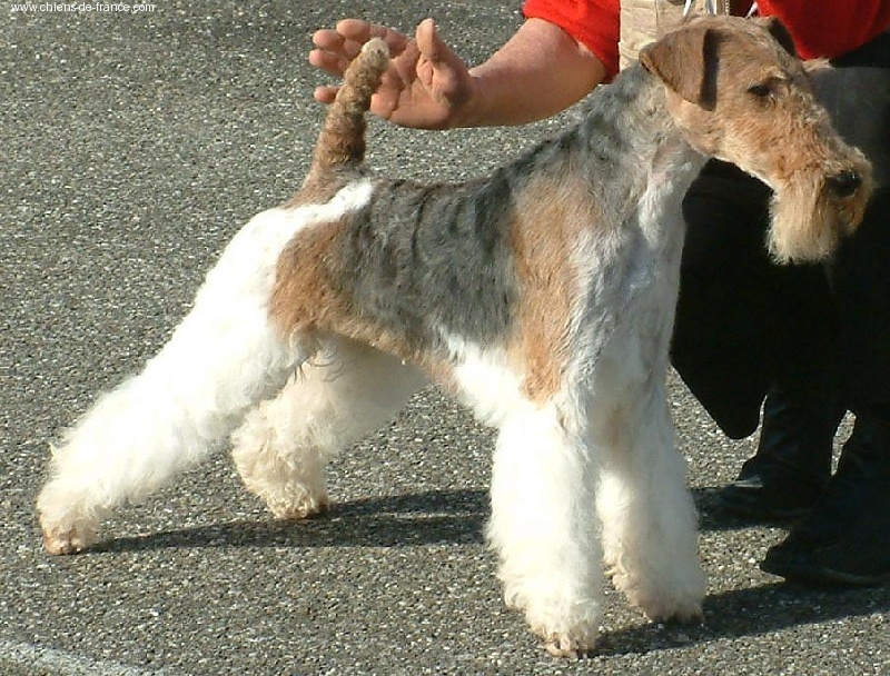 CH. T'jack de Vallauris des astucieux - CACIB