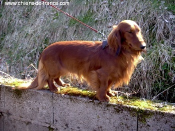 Unic lover Von lawranshome - MEILLEUR JEUNE CHIEN DE SA RACE