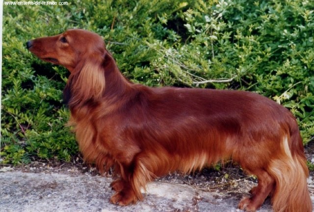 Unic lover Von lawranshome - 1ER EXC. CACS