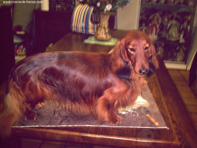 Charly de la goutte du Chaity - PREMIER EXC. CJ.