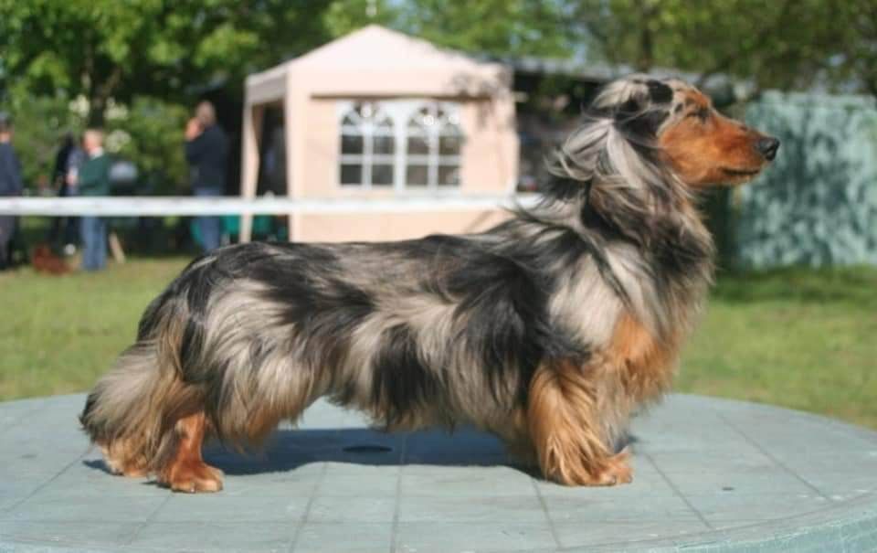 Publication : Des Trésors A Petites Patounes