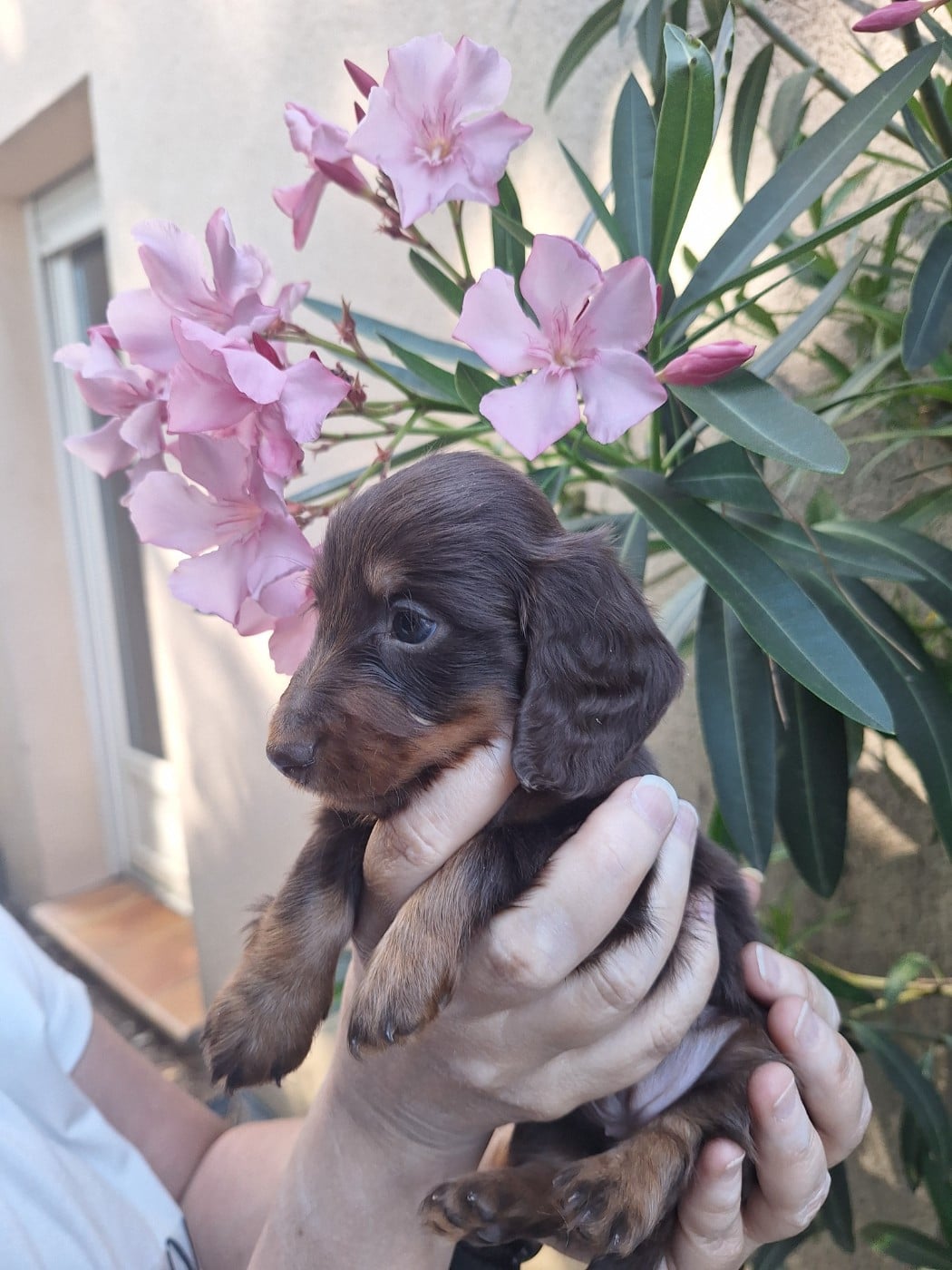 BISCUIT