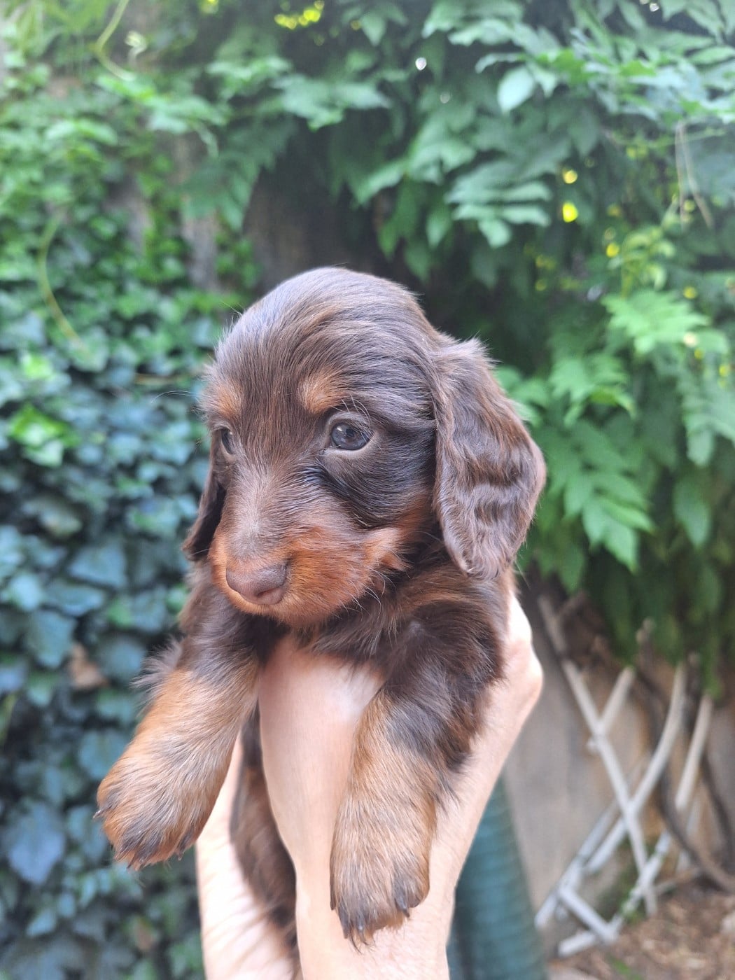 BISCUIT