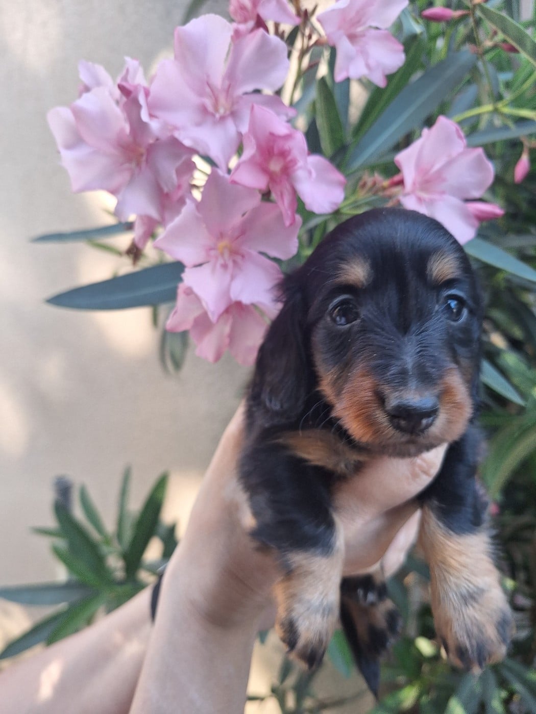 BELLA