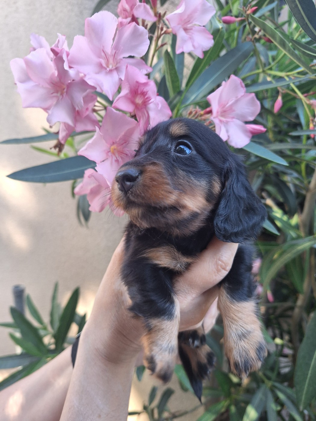 BELLA