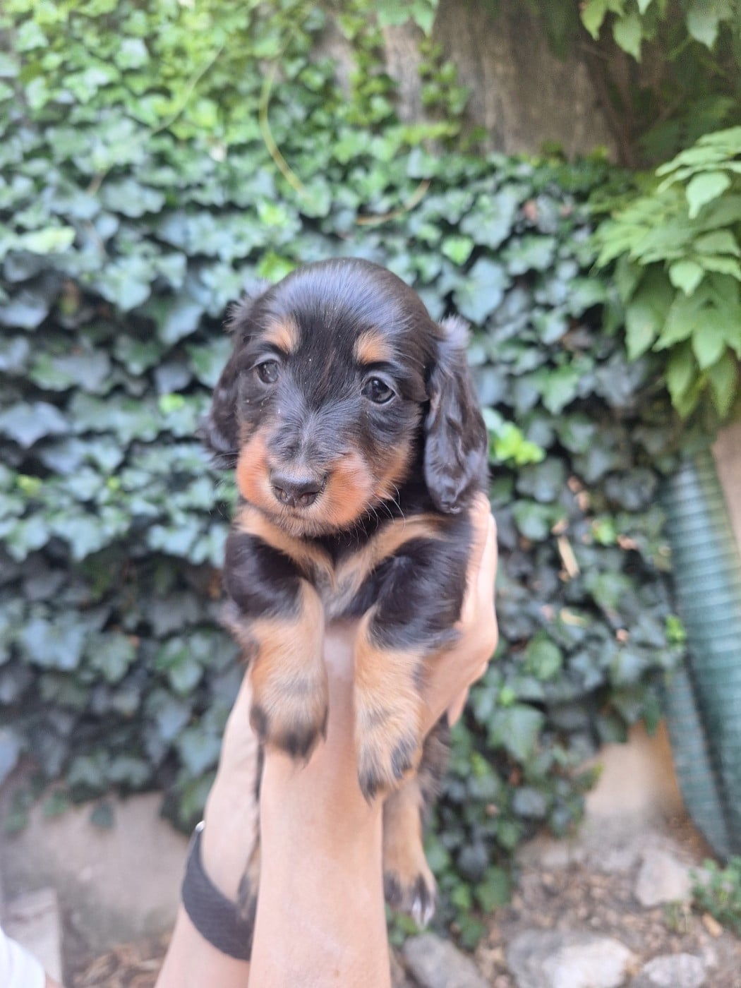BELLA