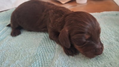 Les chiots de Teckel poil long