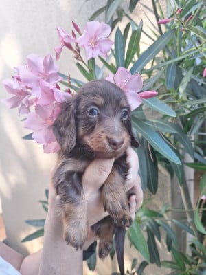 Les chiots de Teckel poil long