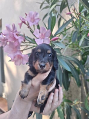 Les chiots de Teckel poil long