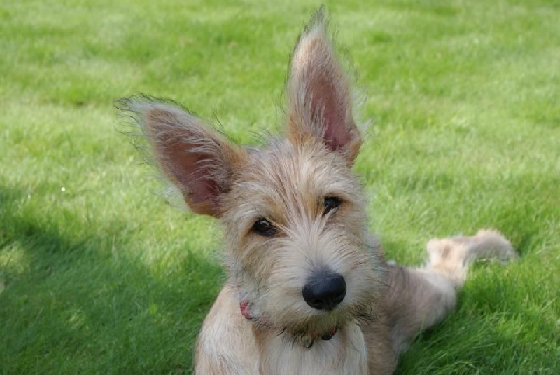 Photo Elevage De La Foret De Garou Eleveur De Chiens Berger De Picardie Berger Picard