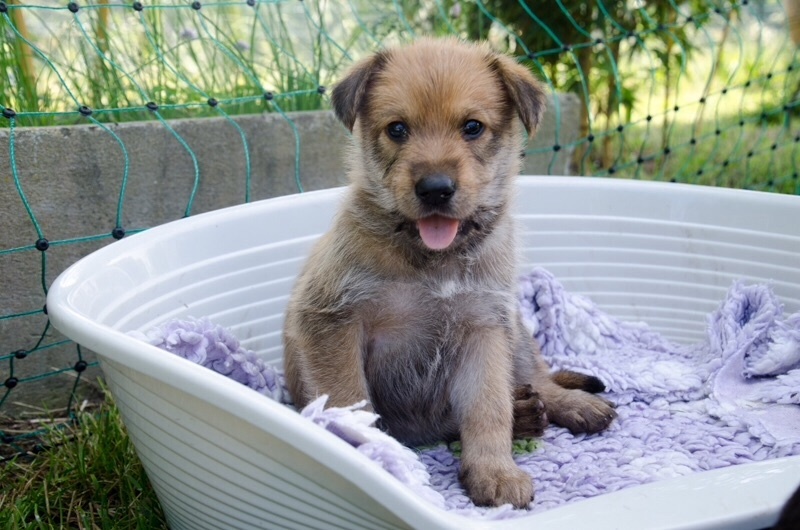 Chiot Elevage De La Foret De Garou Eleveur De Chiens Berger De Picardie Berger Picard