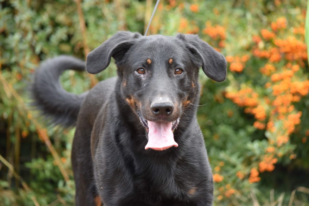 Publication : De La Ferme Des Beaumalous Auteur : La Ferme des Beaumalous